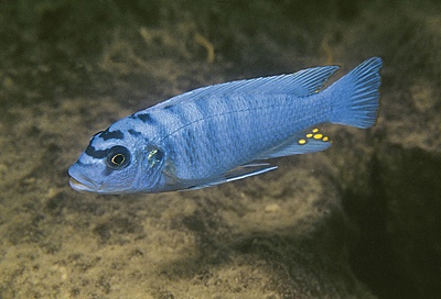 Maylandia benetos 'Mazinzi Reef'